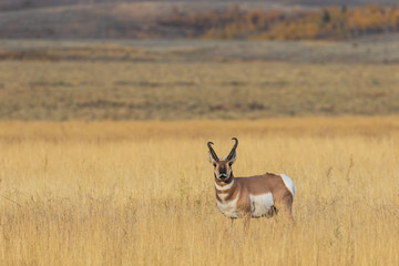 Pronghorn Antelope Buck in Fall
