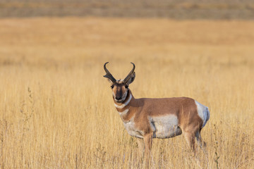 Pronghorn Antelope Buck in Fall