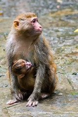 Rhesus Macaque, Macaca mulatta, mother with baby, seen near the Golden Whip Stream, Zhangjiajie UNESCO Global Geopark, Hunan, China.