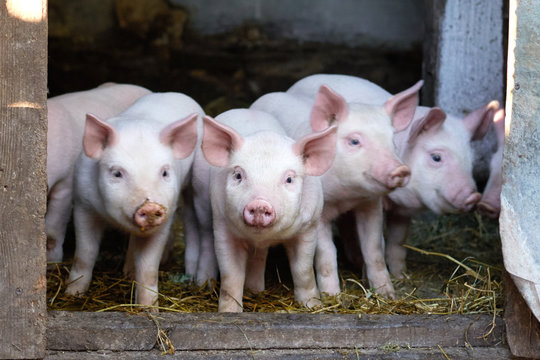 Two little cute pigs on the farm.