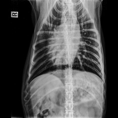 X-ray of dog anterior view closed up in thorax standard and chest with signs of pneumonia- veterinary medicine and Veterinary anatomy Concept-black and white color
