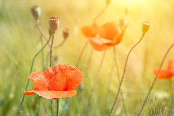 Beautiful bright red poppies in the sun on background of green grass and leaves. Close up of red poppy flowers in field On the Sunrise. Beautiful flowers in the sun rays.
