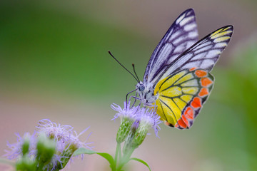 Beautiful Indian Jezebel Butterfly sitting on the flower plant in its natural habitat