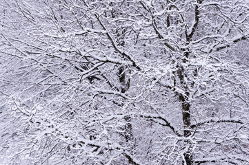 branches covered with snow