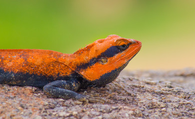 Peninsular Rock Agama lizard sitting on the rock in its natural habitat with a nice soft blurry background.