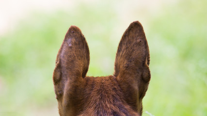 The domestic dog is a member of the genus Canis, which forms part of the wolf-like canids, and is...