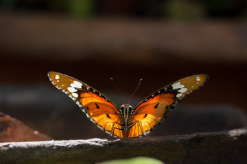 Tiger butterfly sitting on the sand pot in natural light