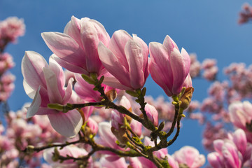 Branch of magnolia tree in the spring garden on the blue sky background