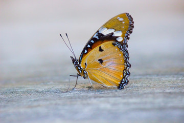 Fototapeta na wymiar Plain tiger butterfly sitting on the ground with a nice depth of field.