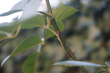 Rosendornen