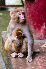 Rhesus Macaque, Macaca mulatta, mother with baby, seen near the Golden Whip Stream, Zhangjiajie UNESCO Global Geopark, Hunan, China.
