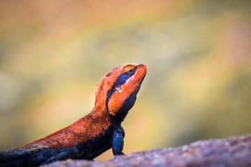 The Peninsular rock agama or South Indian rock agama is a common species of   found on rocky hills in south India. An allied species,is found in the Eastern Ghats, 