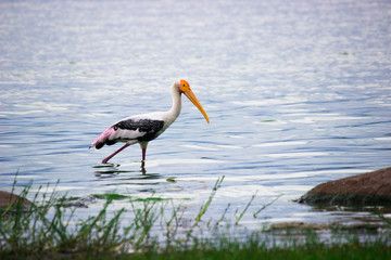 Portrait of a Painted Stork in the pond