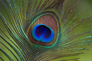 A portrait of a peacock feather in a nice soft background