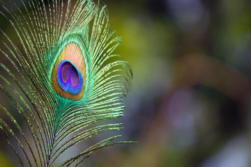  A portrait of a peacock feather

