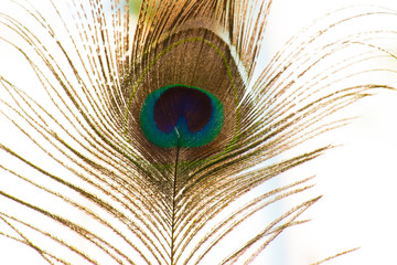 A portrait of a peacock feather in white background