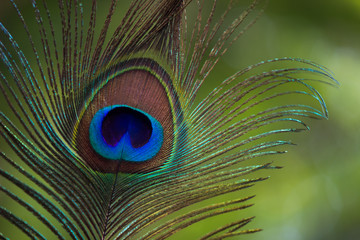 A Portrait of a Peacock feather in natural background