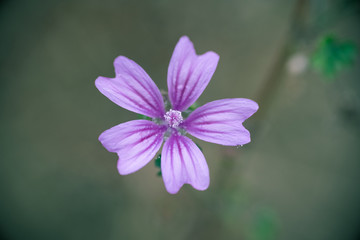 Obraz premium flor morada 