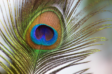 A portrait of a peacock feather 