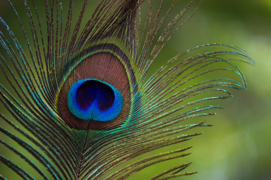 A Portrait of a Peacock feather in natural background