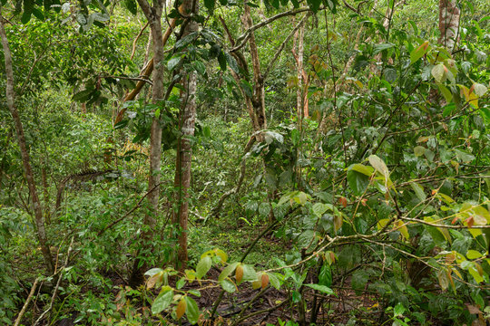 Fototapeta View of the jungle / landscape
