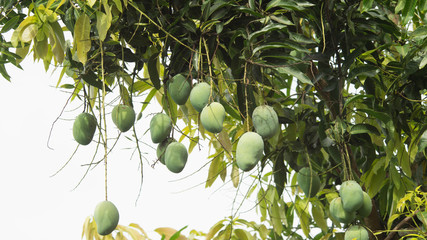 green raw mango Mangifera indica hanging on the tree