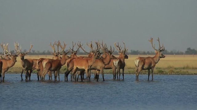 Herd of male wild red deers stand in a water