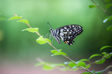 The Common Lime Butterfly sitting on the flower plants in its natural habitat with a nice soft blurry background.