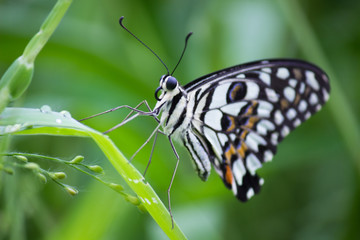 Fototapeta na wymiar Common lime butterfly seen sitting on the leaves in its natural habitat.