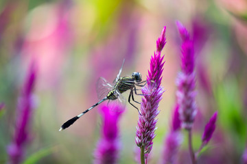 A dragonfly is an insect belonging to the order Odonata, infraorder Anisoptera. Adult dragonflies are characterized by large, multifaceted eyes, two pairs of strong, transparent wings,