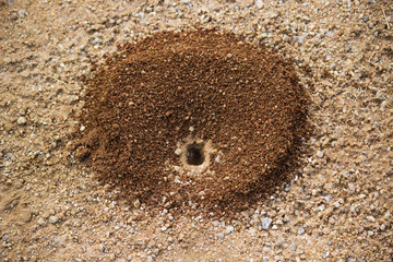 Ant pit seen on the ground 