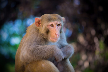 Portrait of The Rhesus Macaque Monkey sitting and looking away in its natural habitat.
