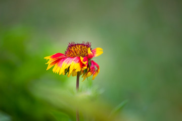 Red Sunflower blooming away on a beautiful spring day