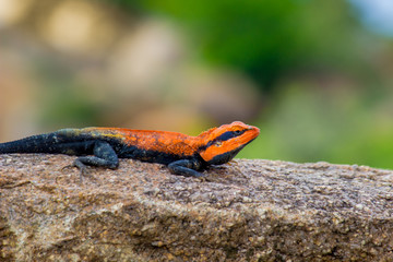 Peninsular Rock Agama lizard sitting on the rock in its natural habitat.
