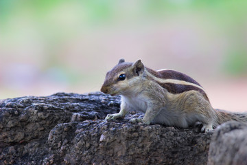 Squirrels are members of the family Sciuridae, a family that includes small or medium-size rodents. The squirrel family includes tree squirrels, ground squirrels, chipmunks, marmots, flying squirrels
