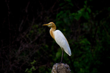 The Cattle Egret seen in the Garden in its natural habitat