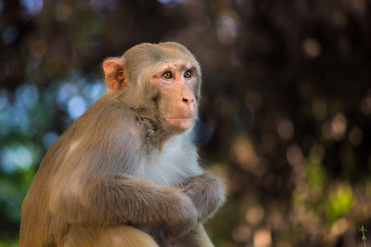 The Rhesus Macaque Monkey sitting and looking away curiously  