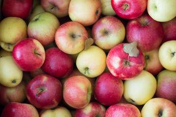 Red and yellow apples background