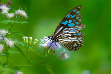 Fototapeta na wymiar The blue spotted milkweed butterfly sitting on the flower plants in a nice green background