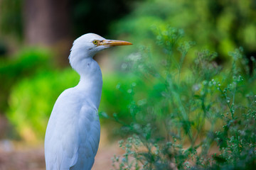 Cattle Egret in the garden in its natural habitat in a soft blurry background.