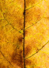 Close up of colorful autumnal maple leaf