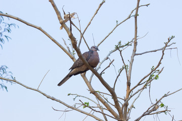 Pigeons and doves constitute the bird family Columbidae and the order Columbiformes, which includes...