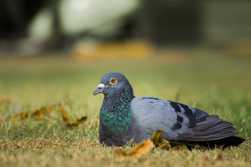 Pigeon looking away very curiously in a soft blurry background