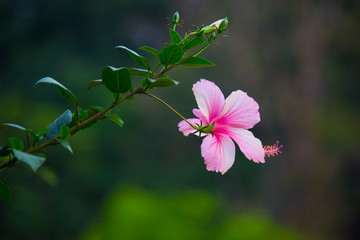 Beautiful Hibiscus flower hanging from the plant in the garden seen in a soft blurry background