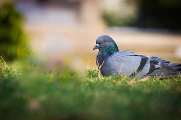 Pigeon looking away very curiously in a soft blurry background