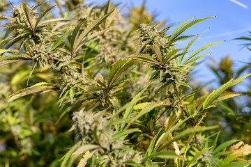 A number of bud tops at an outdoor grow operation.