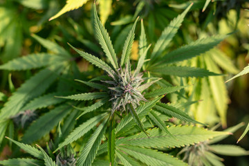 Top down view of medicinal marijuana at a grow operation.