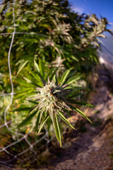 Fototapeta premium A dank bud shot with a fisheye lens at an outdoor grow.