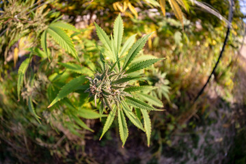 Fototapeta premium A small bud at the base of a massive marijuana forest.
