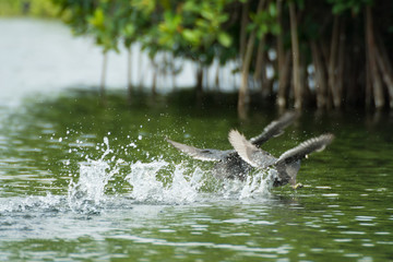 Fototapeta premium Gallareta Americana 